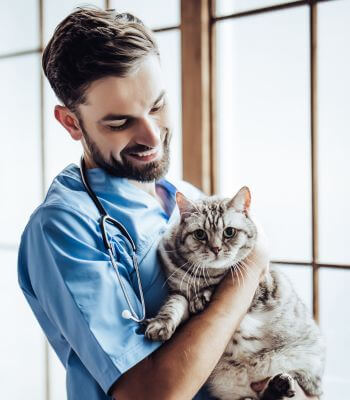 veterinarian holding cat