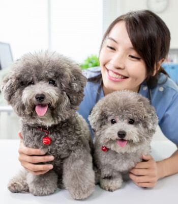 veterinarian with 2 small puppy dogs