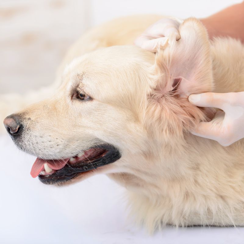 Just like humans, it’s important for our pets to have routine wellness care to keep them happy and healthy!</p>
<p>a person touching a dog's ear