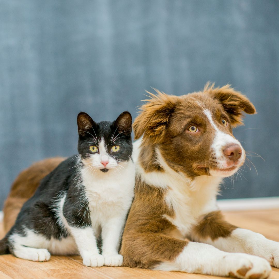a cat sitting next to a dog
