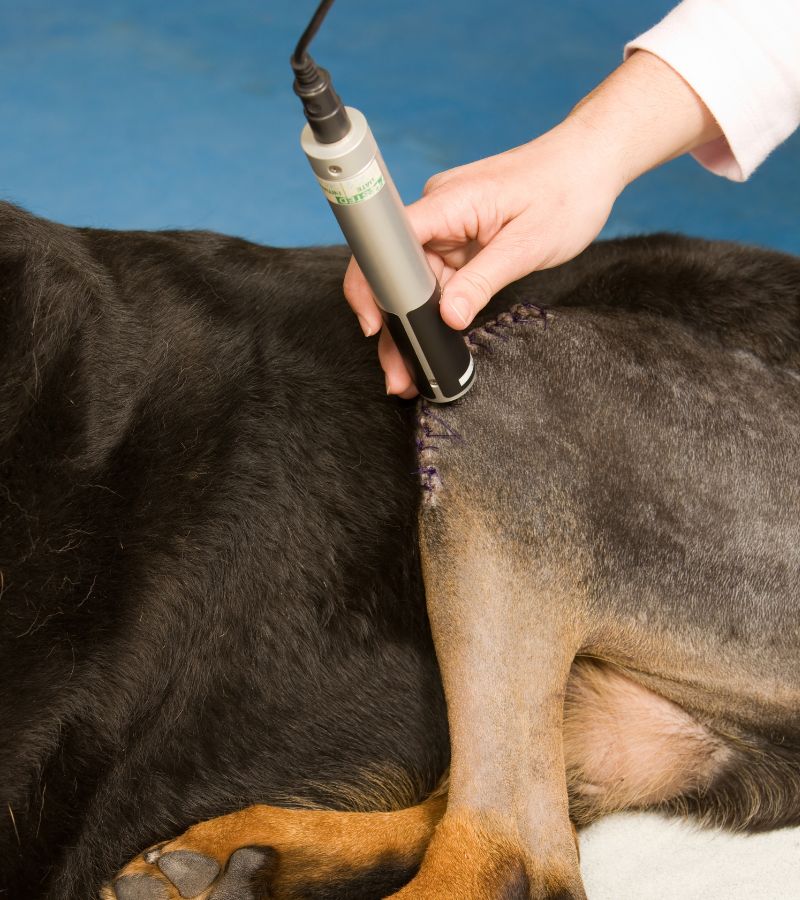 a person using a device to remove a dog's back