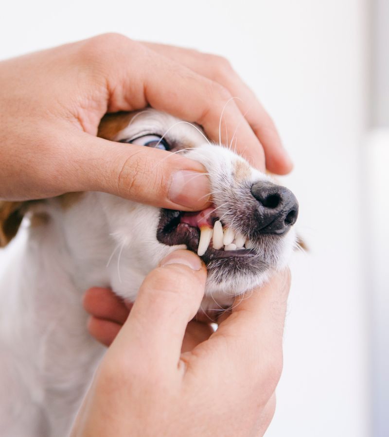 a dog being examined by a person