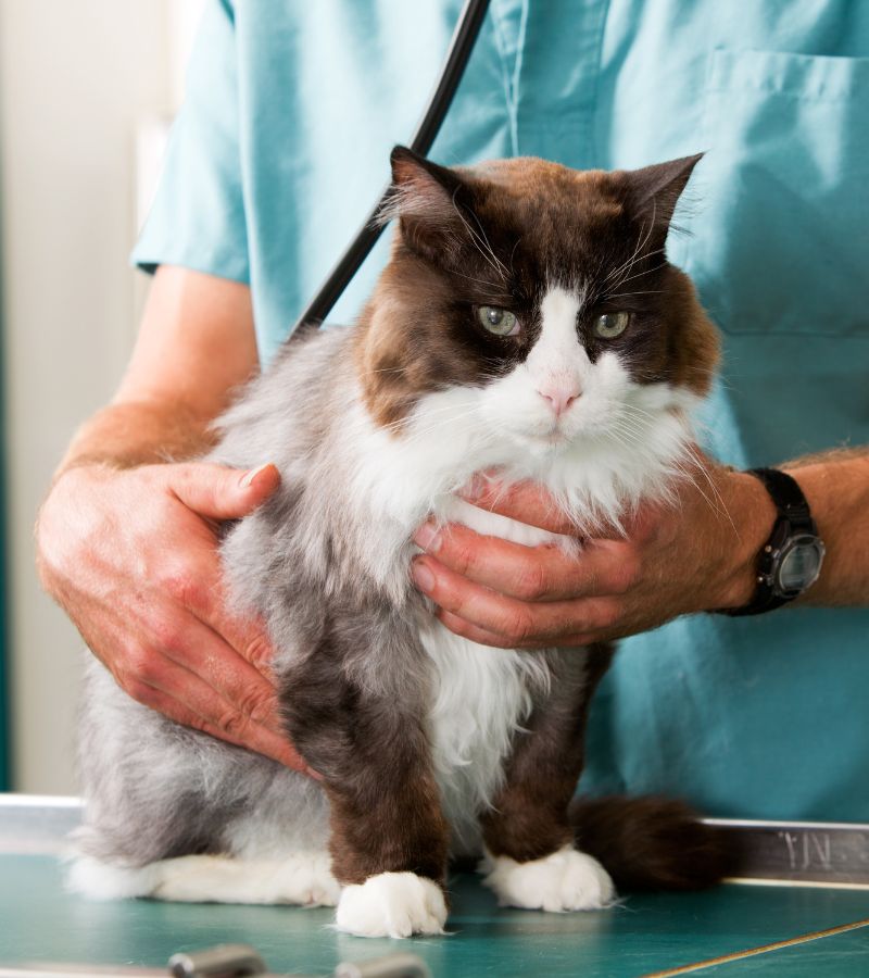 a cat being examined by a doctor