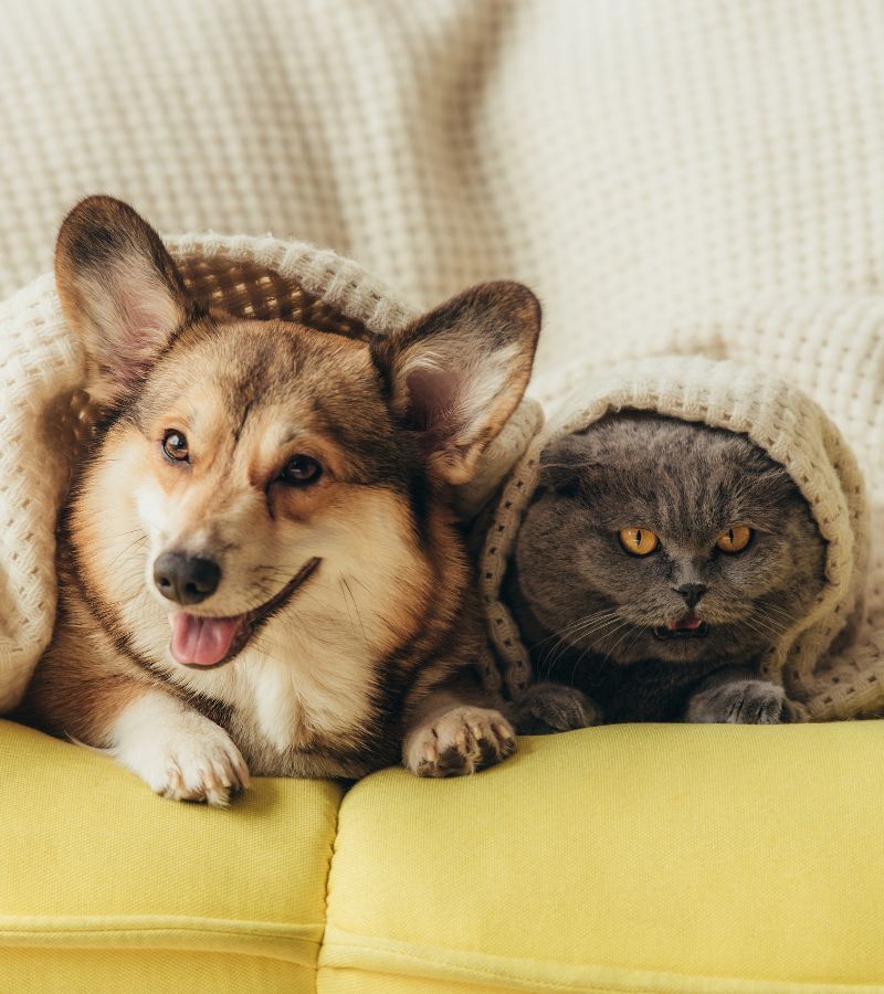 a dog and cat under a blanket