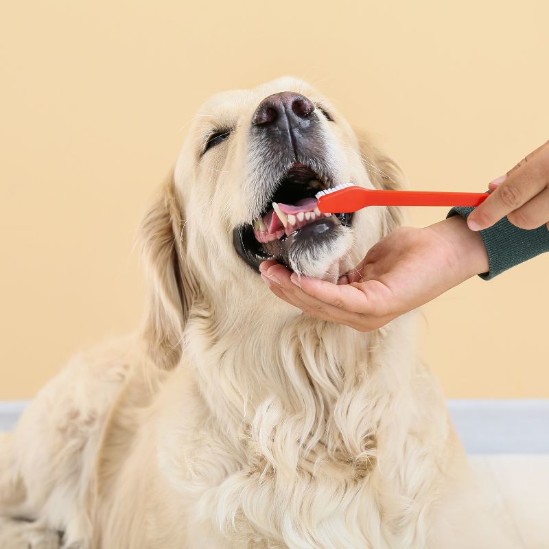 a dog being brushed by a hand