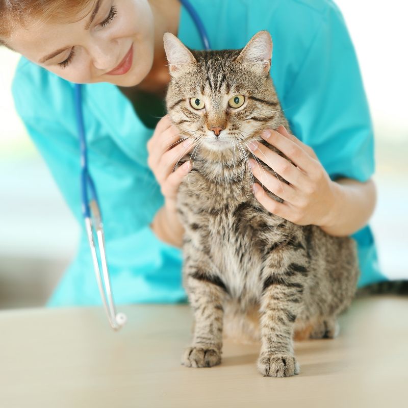 a person in scrubs petting a cat