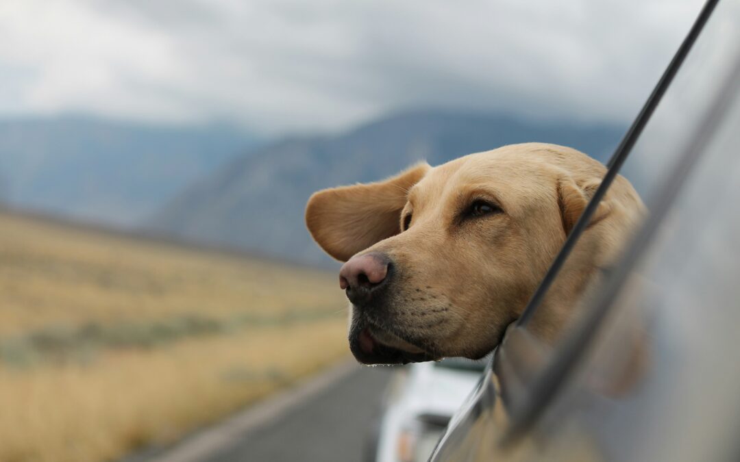 Golden lab with its head popped out the backseat window of a car