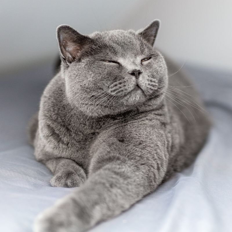 happy grey cat
