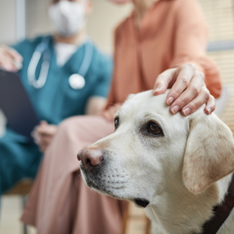 a person with a stethoscope holding a dog