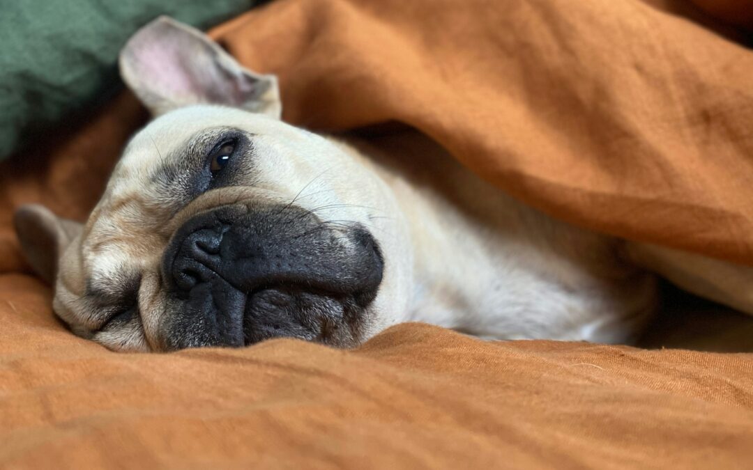 Tan French Bulldog lying down on burnt orange sheets